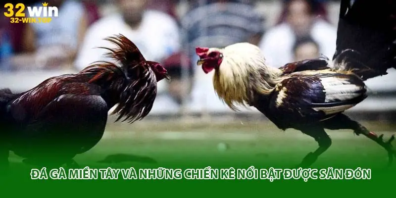 Đá gà miền tây