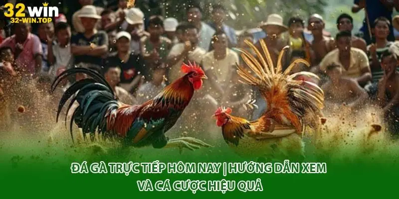 Đá gà trức tiếp hôm nay